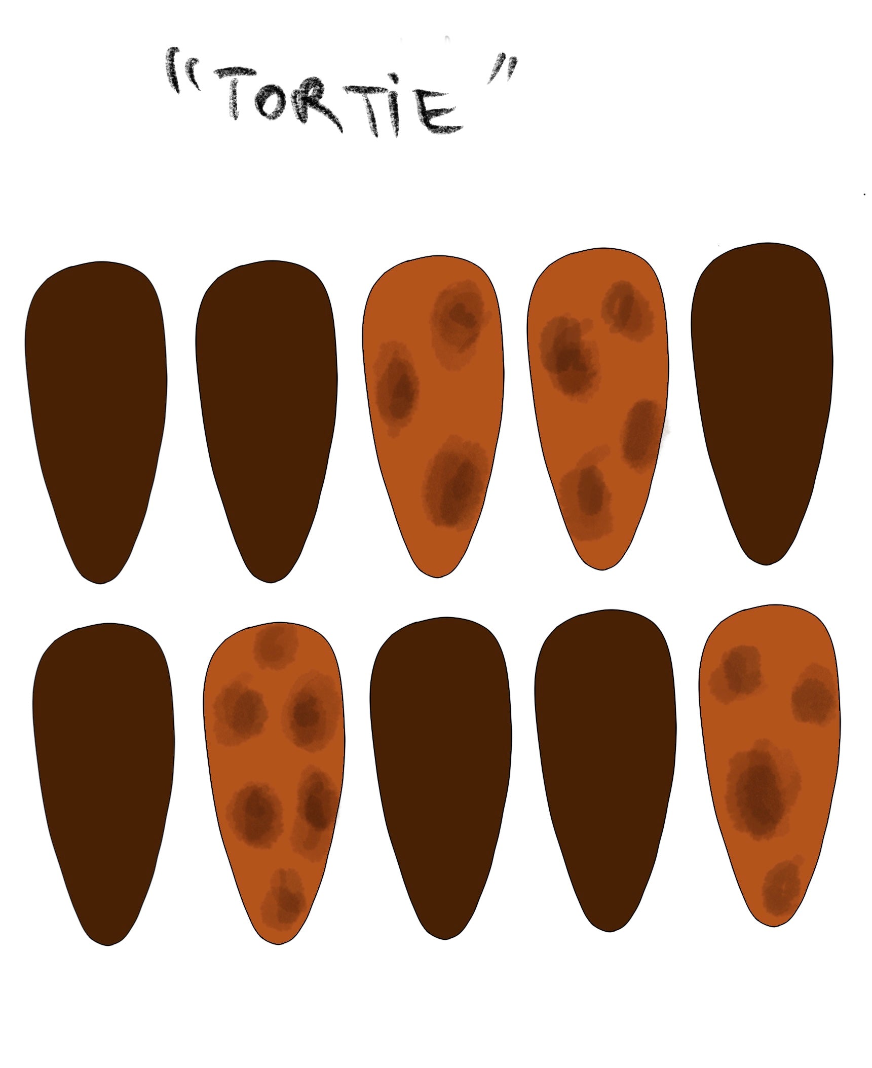 Tortie image 1