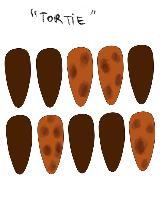 Tortie image 1
